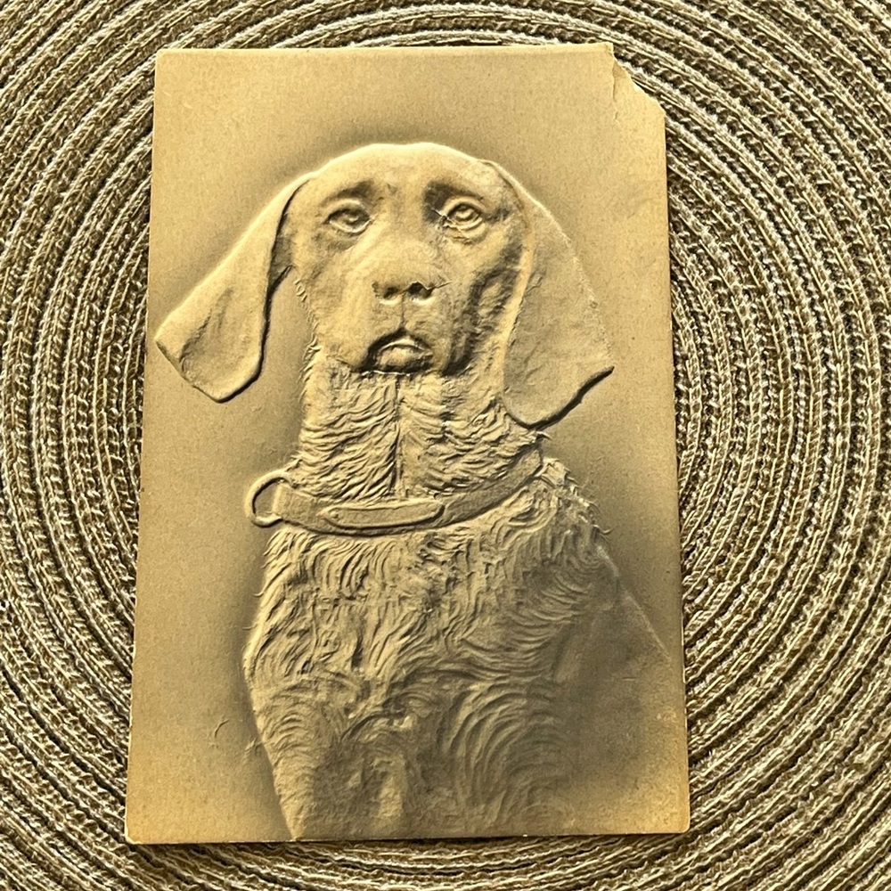 Antique embossed GSP or Hunting Pointer dog portrait postcard